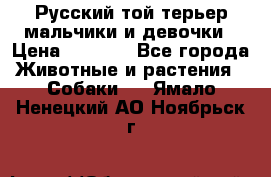 Русский той-терьер мальчики и девочки › Цена ­ 8 000 - Все города Животные и растения » Собаки   . Ямало-Ненецкий АО,Ноябрьск г.